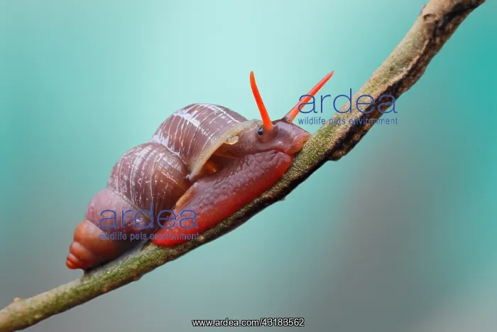 : Land snail (Schistoloma sp) crawling on a twig : Land snail (Schistoloma sp) crawling on a twig