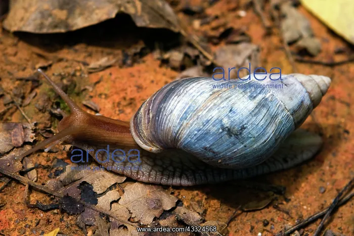 : Land Snail, Seychelles : Land Snail, Seychelles