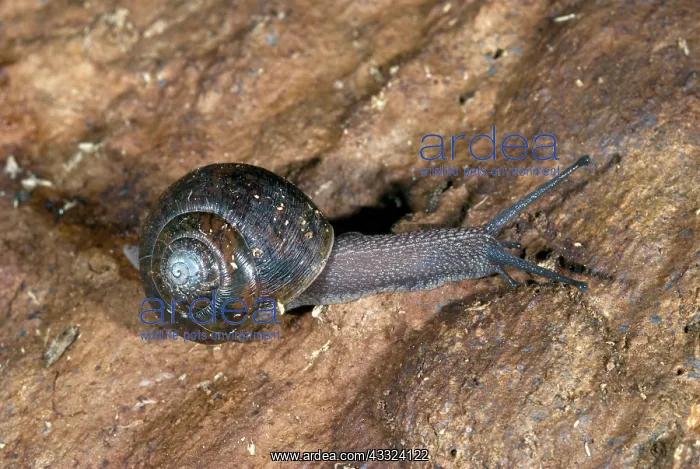  : Land Snail in Yosemite