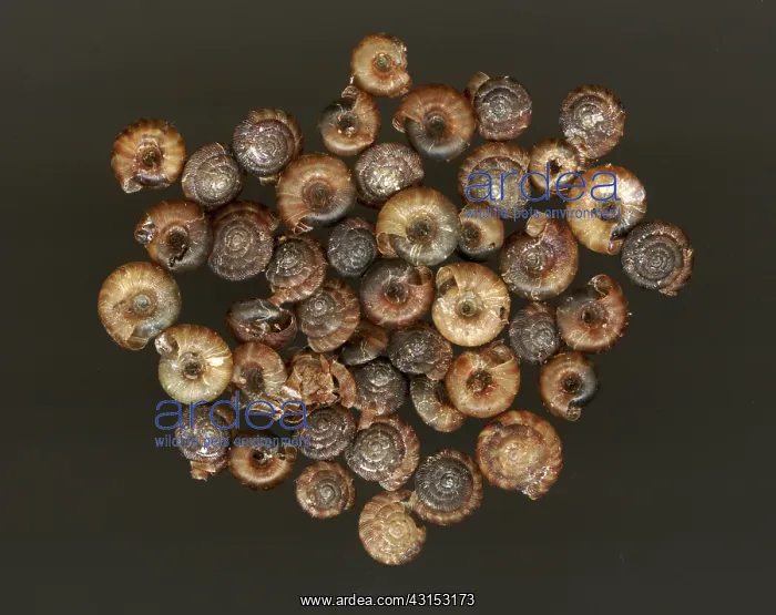 : Land Snails : Land Snails