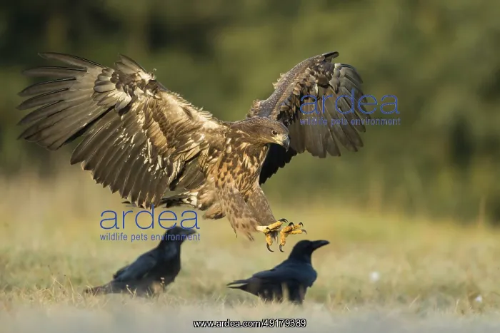 : Landing... White-tailed eagle (Haliaeetus albicilla) : Landing... White-tailed eagle (Haliaeetus albicilla)