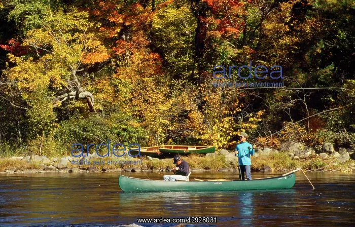 : Landlocked Salmon Fishing : Landlocked Salmon Fishing