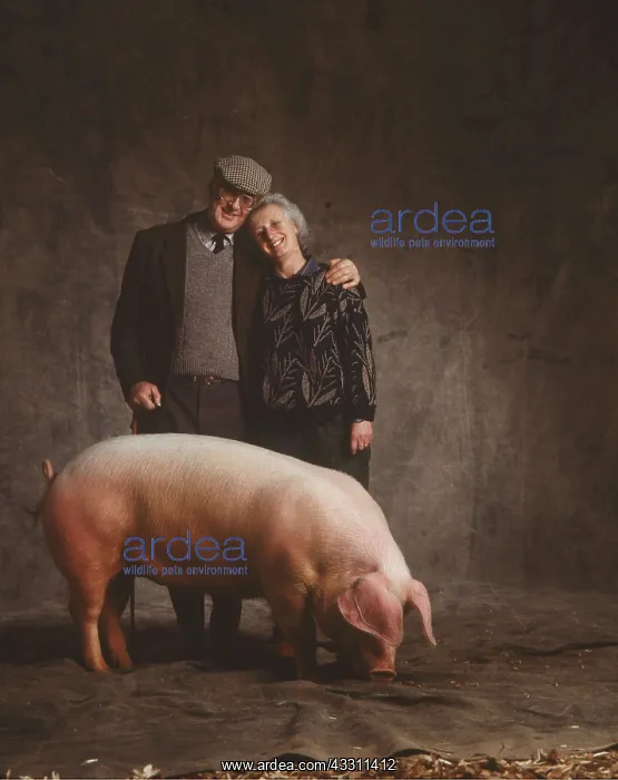  : LANDRACE GILT PIG - and Owners