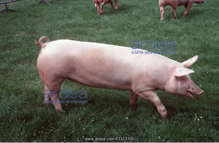 : LANDRACE PIG : LANDRACE PIG