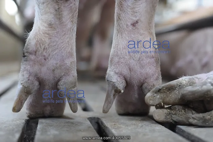 : Landrace pig feet on slatted Industrial breeding : Landrace pig feet on slatted Industrial breeding
