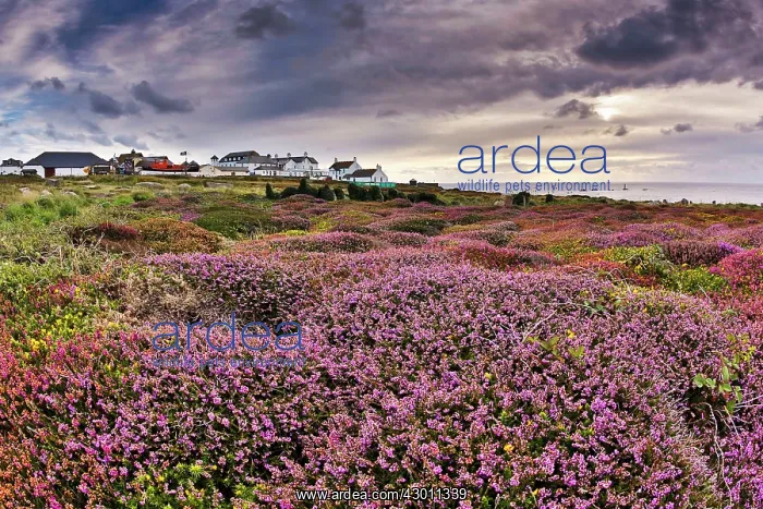 : Land's End - Heather in foreground : Land's End - Heather in foreground