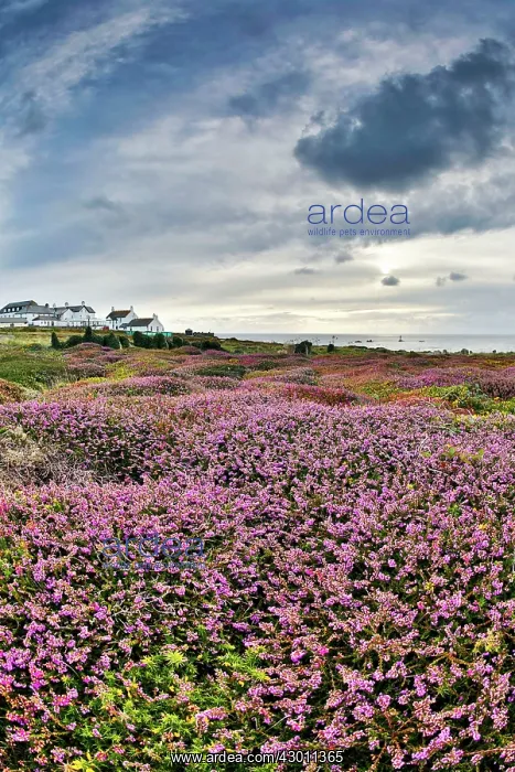 : Land's End - Heather in foreground : Land's End - Heather in foreground