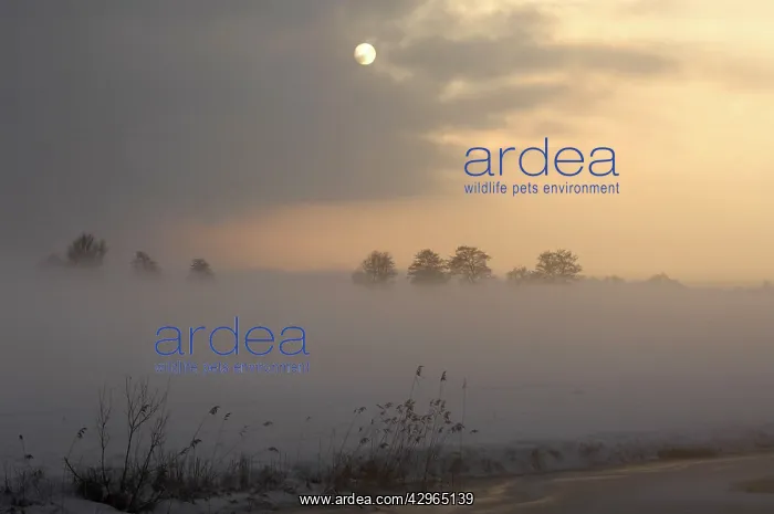 : Landscape. Overijssel NL with fog, The Netherlands : Landscape. Overijssel NL with fog, The Netherlands