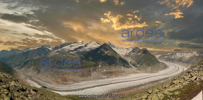 : Landscape with Aletsch Glacier from Bettmerhorn : Landscape with Aletsch Glacier from Bettmerhorn