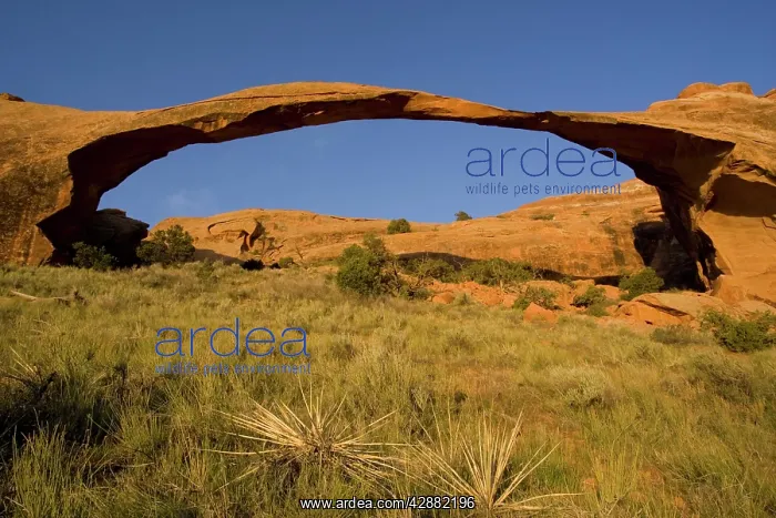 : Landscape Arch is the longest sandstone rock sculpture : Landscape Arch is the longest sandstone rock sculpture