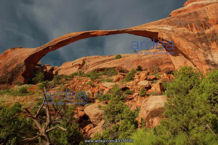 : Landscape Arch at sunrise and approaching thunderstorm : Landscape Arch at sunrise and approaching thunderstorm