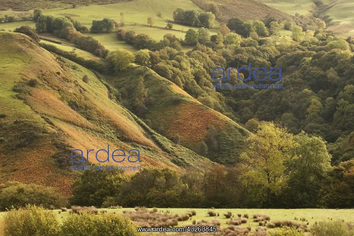 : Landscape. autumn colours on a hillside, mid Wales : Landscape. autumn colours on a hillside, mid Wales