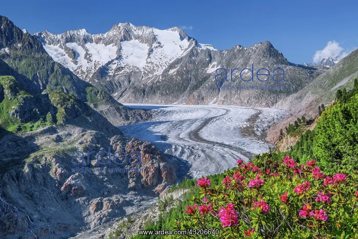 : Landscape with blooming alpine roses in front of : Landscape with blooming alpine roses in front of