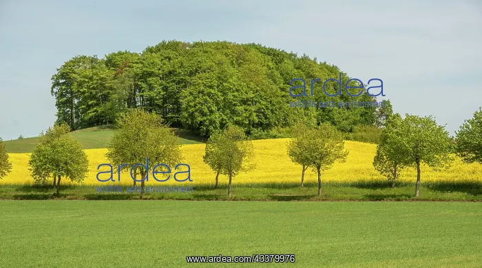 : Landscape with blooming rapeseed fields in Ystad : Landscape with blooming rapeseed fields in Ystad
