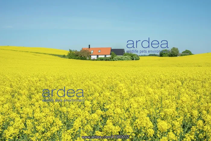 : Landscape with blooming rapeseed fields in Ystad : Landscape with blooming rapeseed fields in Ystad