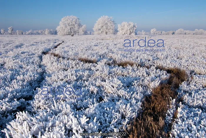 : Landscape covered with rime : Landscape covered with rime