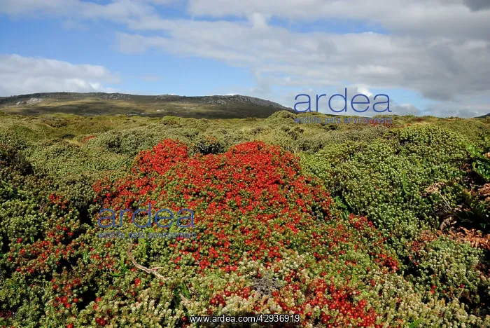  : Landscape with Crawberry, Falkland Islands