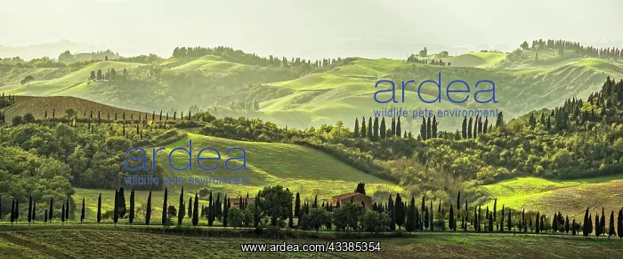 : Landscape Crete Tuscany Panorama Italy : Landscape Crete Tuscany Panorama Italy