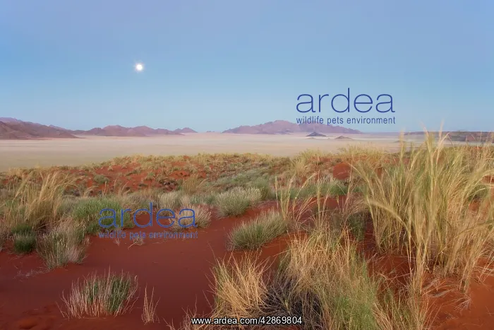 : Landscape at dawn with full moon and bushman grass : Landscape at dawn with full moon and bushman grass