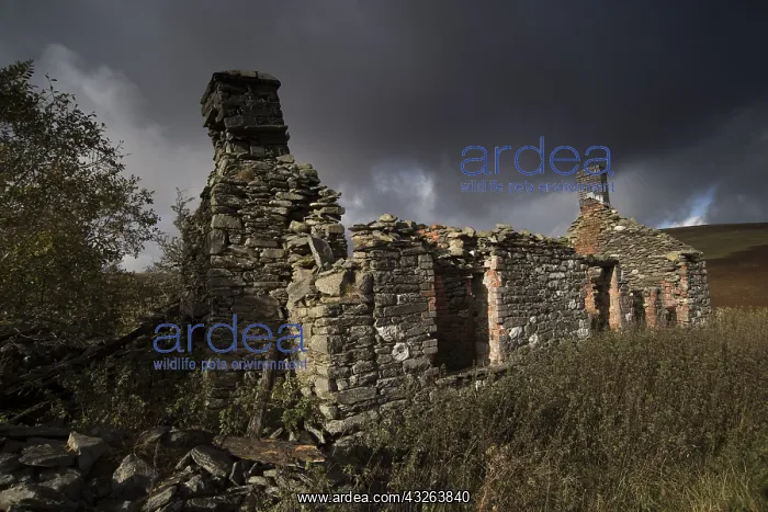 : Landscape. Derelict cottage, Elan vally, Mid Wales : Landscape. Derelict cottage, Elan vally, Mid Wales
