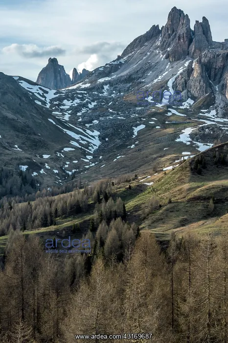 : Landscape of a Dolomitic valley at 2000m elevation : Landscape of a Dolomitic valley at 2000m elevation