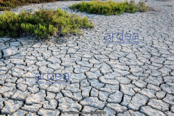 : Landscape with dried mud and grass : Landscape with dried mud and grass