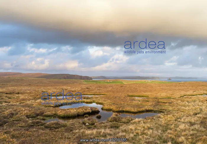 : Landscape in Eshaness, Northmavine, Shetland : Landscape in Eshaness, Northmavine, Shetland