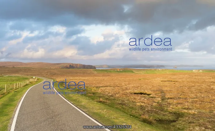 : Landscape in Eshaness, Northmavine, Shetland : Landscape in Eshaness, Northmavine, Shetland