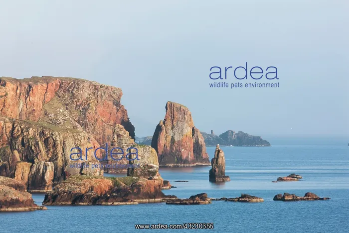 : Landscape on the Eshaness peninsula, the : Landscape on the Eshaness peninsula, the