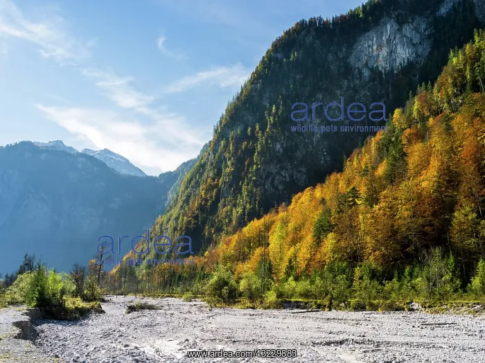 : Landscape during fall near lake Koenigssee : Landscape during fall near lake Koenigssee