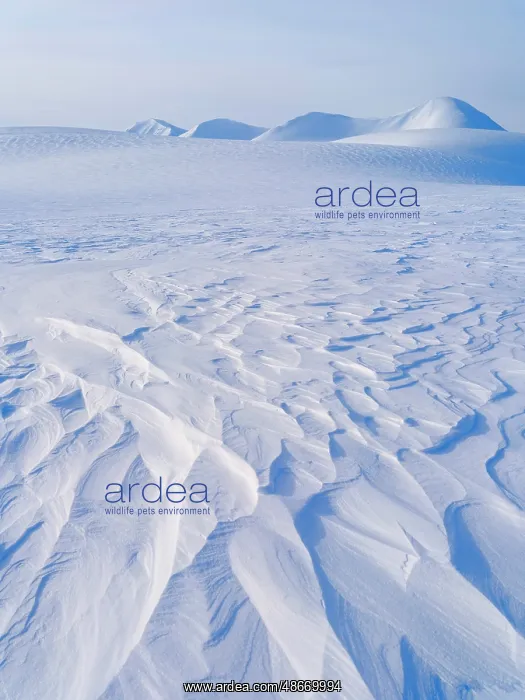 : Landscape on the Filchnerfonna ice shelf during winter, the : Landscape on the Filchnerfonna ice shelf during winter, the