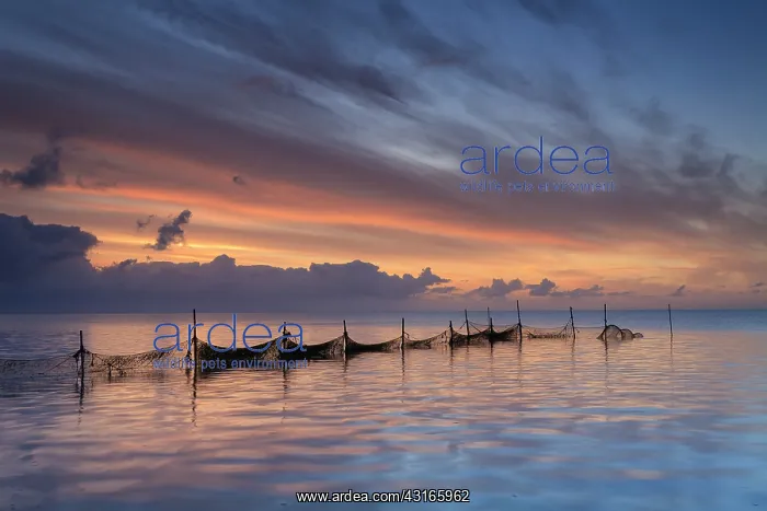 : Landscape with fishing nets at dawn : Landscape with fishing nets at dawn