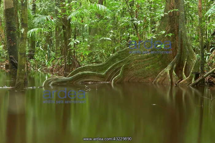 : Landscape of flooded forest - Matiti - French Guiana : Landscape of flooded forest - Matiti - French Guiana