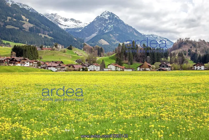 : Landscape with flowering common dandelion (Taraxacum) : Landscape with flowering common dandelion (Taraxacum)