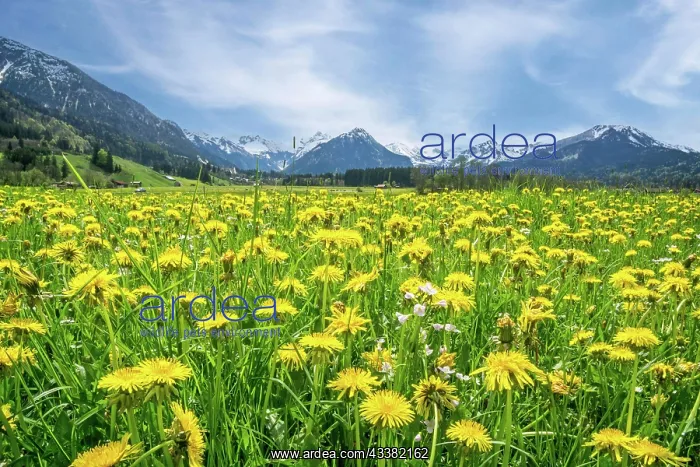 : Landscape with flowering dandelion (Taraxacum) : Landscape with flowering dandelion (Taraxacum)