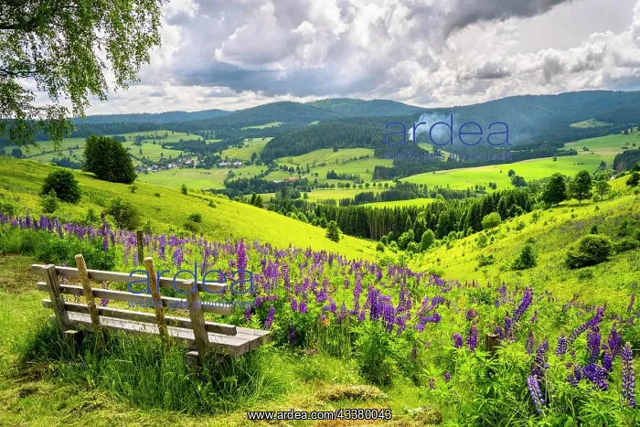 : Landscape with flowering meadows, lupines (Lupinus) : Landscape with flowering meadows, lupines (Lupinus)