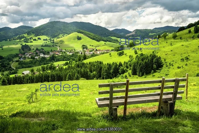 : Landscape with flowering meadows, trees, forest : Landscape with flowering meadows, trees, forest