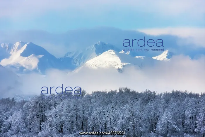 : Landscape of forest and snow mountain, Haines, Alaska, USA : Landscape of forest and snow mountain, Haines, Alaska, USA