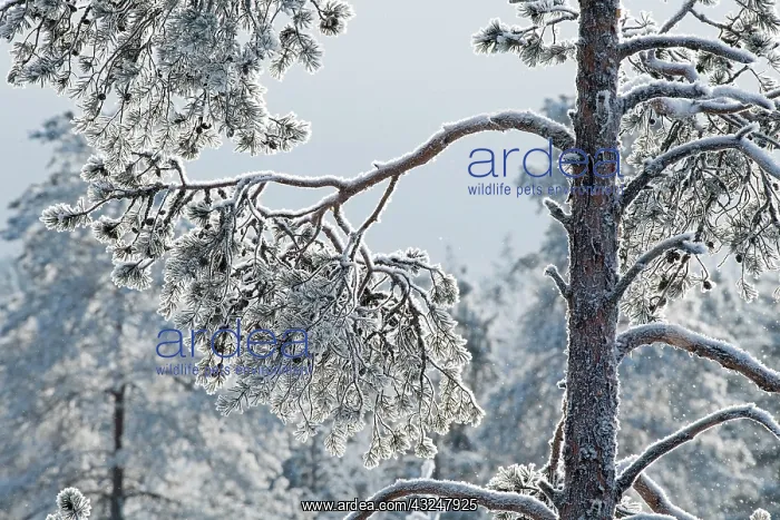  : landscape. frost on the branches of fir trees, Finland