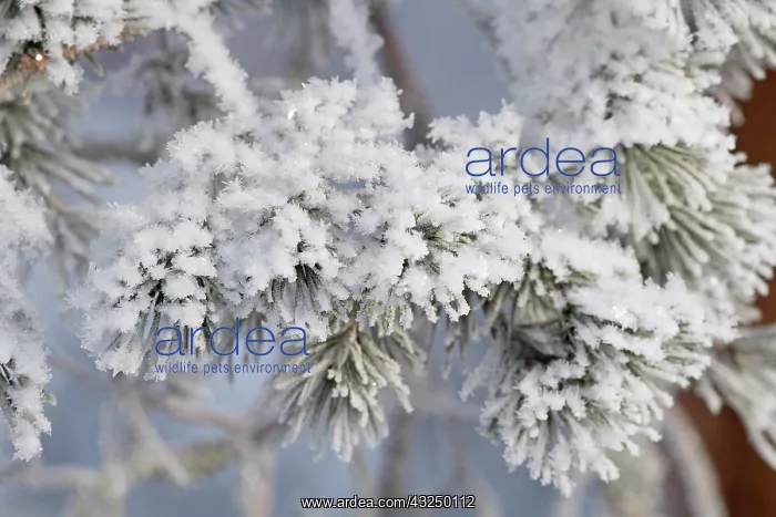 : landscape. frost on the branches of fir trees, Finland : landscape. frost on the branches of fir trees, Finland