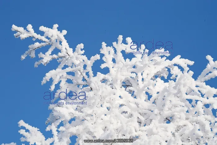 : landscape. frost on the branches of a tree, Finland : landscape. frost on the branches of a tree, Finland