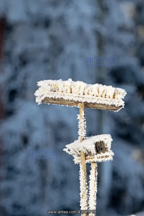  : Landscape, Frost covered brooms, Finland