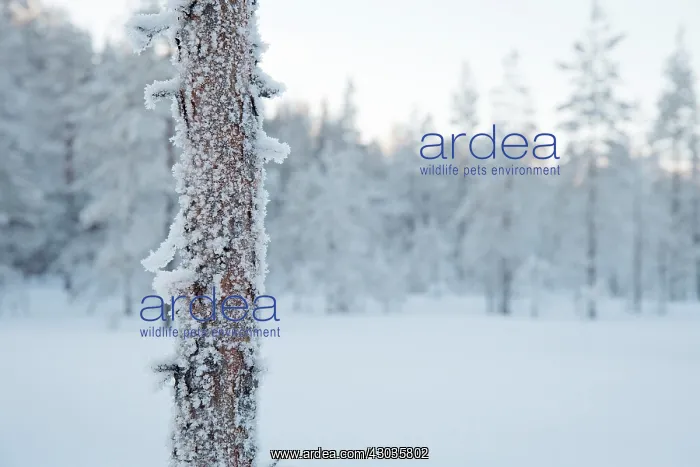 : Landscape. frost covered tree in snowy landscape, Finland : Landscape. frost covered tree in snowy landscape, Finland