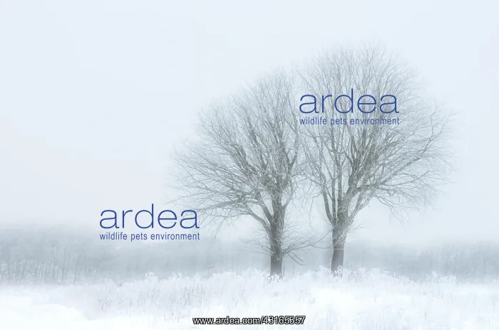 : Landscape with frozen unidentified trees : Landscape with frozen unidentified trees