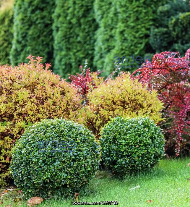 : Landscape garden design with green lawn, colorful : Landscape garden design with green lawn, colorful