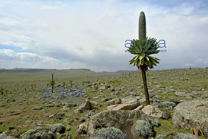  : Landscape with giant Lobelia