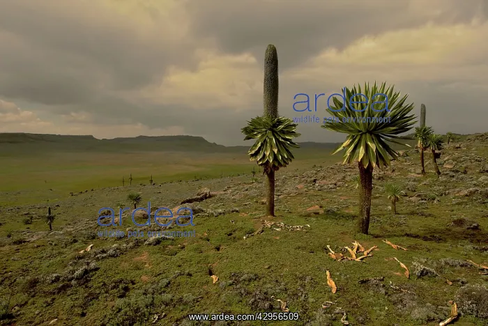 : Landscape with giant Lobelia : Landscape with giant Lobelia