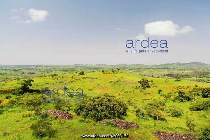 : Landscape between Gonder and Lake Tana : Landscape between Gonder and Lake Tana
