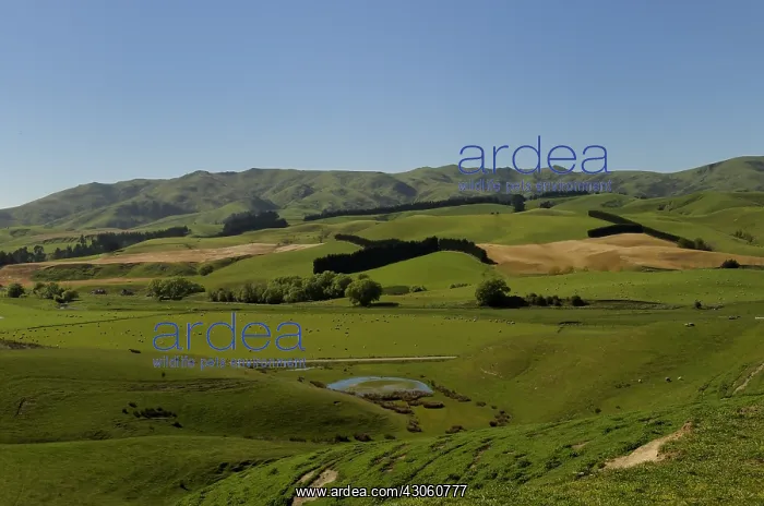 : Landscape with grazing sheep in New Zealand : Landscape with grazing sheep in New Zealand