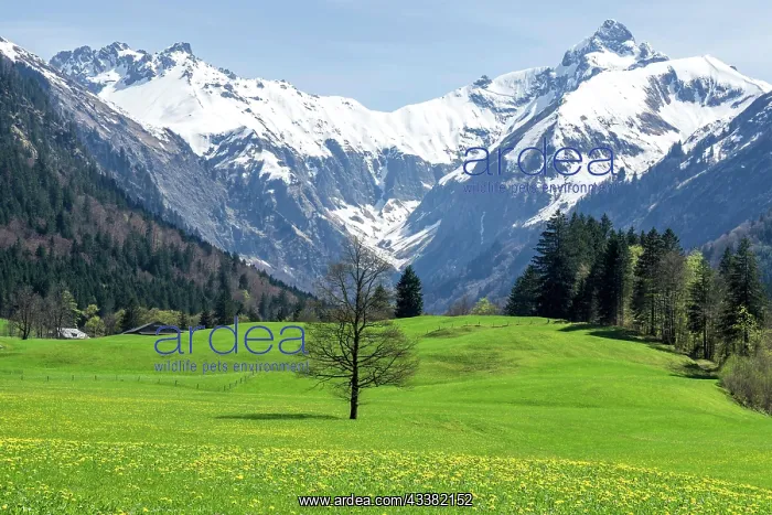 : Landscape with green meadow and tree, in the background : Landscape with green meadow and tree, in the background
